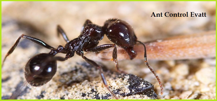 Ant Control Evatt