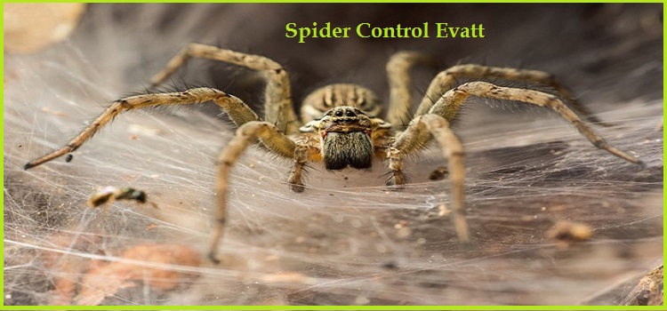 Spider Control Evatt