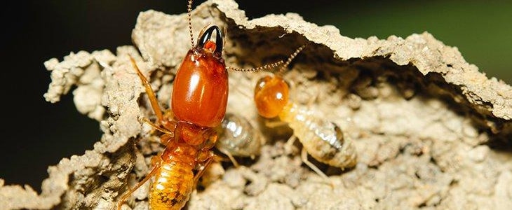 Termite Control Evatt
